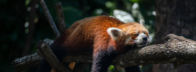 A red panda sleeping on a tree 