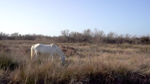 un cheval blanc de Camargue en train de brouter