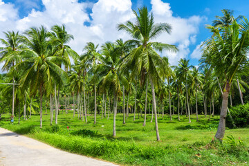 Fototapeta na wymiar Tropical natural landscape palm grove and blue sky