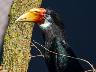 Female of Papuan or Blyth s hornbill © belizar