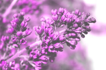 Defocused image of lilac flowers. Nature, spring concept. Botanical background, horizontal view.
