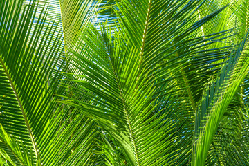 Obraz na płótnie Canvas Palm tree branch in the tropics under the open sky