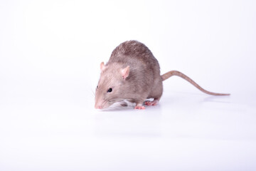 Brown wild breed rat on a white background in the studio