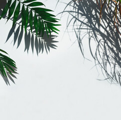 Empty  scene product. Green tropical leaf shadow on white background.  Minimal summer concept. 