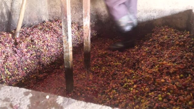 Man crushing grapes at traditional winepress 04