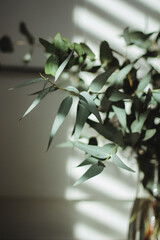 eucalyptus tree plantroom plant vase green shadow vase glass  close-up foliage