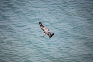Pelican diving for fish