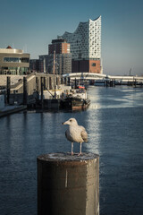 Seagull on a pier in the harbor of Hamburg.
