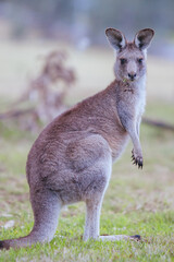 Naklejka na ściany i meble Grazing Kangaroo in Australia