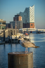 Seagull on a pier in the harbor of Hamburg.