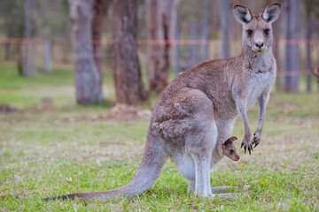 Naklejka na ściany i meble Grazing Kangaroo in Australia