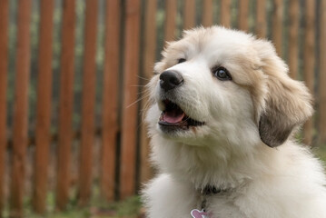 Issaquah, Washington State, USA. Portrait of a ten week old Great Pyrenees puppy. 