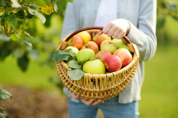 Basket full of fresh organic apples. Harvesting apples in apple tree orchard in summer day. Picking fruits in a garden. Fresh healthy food.