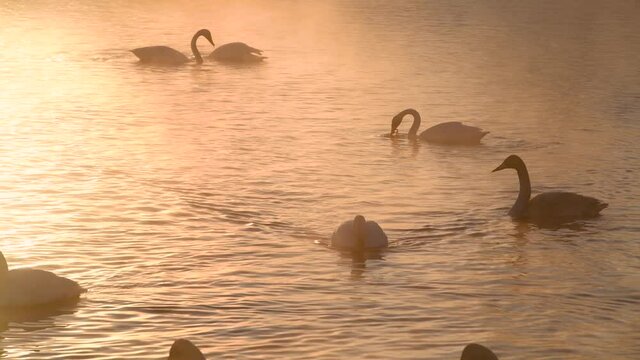 Silhouettes of swans wintering on the lake. Swans in warm morning haze