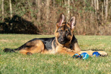 Issaquah, Washington State, USA. Four month old German Shepherd puppy taking a break with his rope toy beside him. 