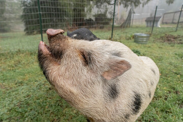 Issaquah, Washington State, USA. Mini pig with its snout in the air begging for more peanuts on a...