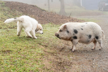 Issaquah, Washington State, USA. Ten week old Great Pyrenees puppy greeting a mini pig in the barnyard. 