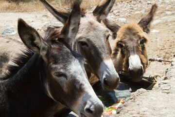 Naxos,Cyclades,Greece  08.06.16  
Three donkeys look at us very closely, waiting for their meal in the countryside of Naxos