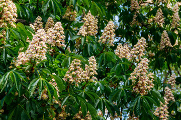 Blossoming branches of chestnut tree (Aesculus hippocastanum)