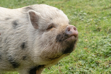 Issaquah, Washington State, USA. Mini pig with its snout in the air. 