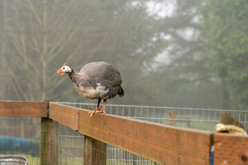 Issaquah, Washington State, USA. Domestic Guinea Fowl (sometimes called Pearl Hen, Pintades or...