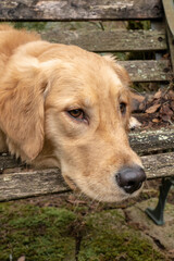 Obraz premium Issaquah, Washington State, USA. Nine month old Golden Retriever. 