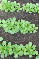 Feldsalat im Winter.