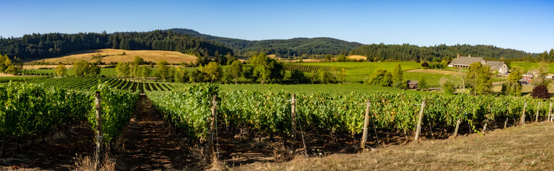 A panoramic view of a vineyard and winery in the rolling hells near Salem Oregon