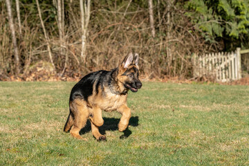 Issaquah, Washington State, USA. Four month old German Shepherd puppy running in his yard. 