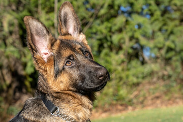Issaquah, Washington State, USA. Portrait of a four month old German Shepherd puppy. 