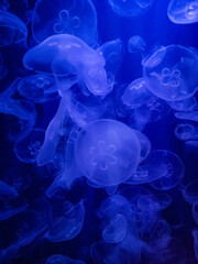 Multiple Jellyfish in a tank