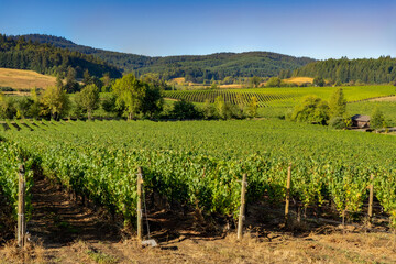 Fototapeta na wymiar A vineyard in the rolling hells near Salem Oregon