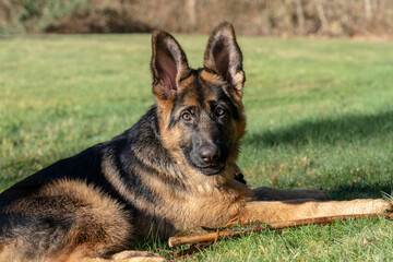 Issaquah, Washington State, USA. Four month old German Shepherd puppy resting in the grass after playtime, with his stick beside him. 