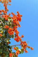 Orange flower with blue sky in autumn.