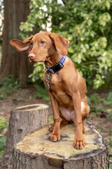 Issaquah, Washington State, USA. Five month old Vizsla puppy sitting in her yard atop a tree stump. 