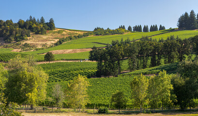 A vineyard in the rolling hells near Salem Oregon