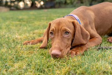 Issaquah, Washington State, USA. Five month old Vizsla puppy lying in the grass, looking guilty. 