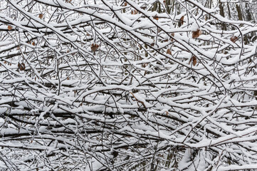 Mix of branches covered by snow