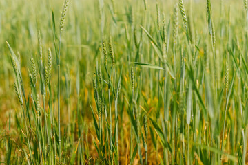 Fototapeta premium green spikelets of wheat in field