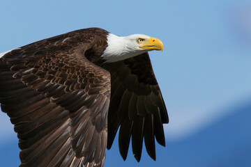 Bald Eagle Flight