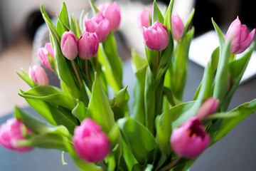 Różowe tulipany kwiaty - obrazy, fototapety, plakaty