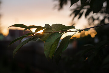 Close-up of a tree branch with green leaves in evening sunlight against blue sky at sunset.