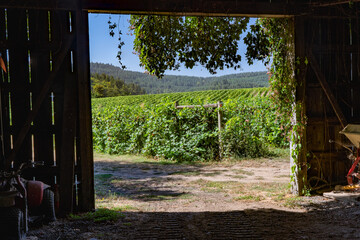 A view looking through a barn door at a vineyard in the rolling hells near Salem Oregon