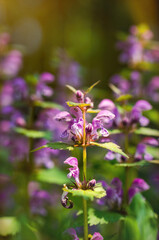 Flowering forest cornflowers. Sunny spring meadow