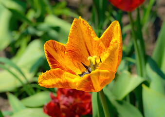 Bright spring tulip bud on the tulip field