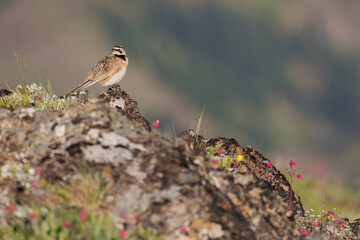 Horned lark Alpine habitat