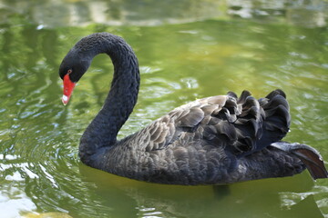 black swan