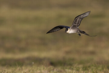 Long-tailed jaeger flying