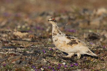 Rock ptarmigan (male)