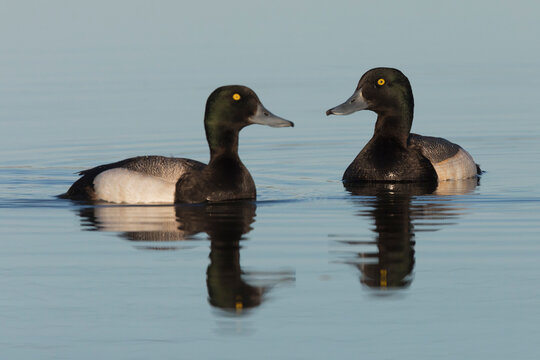 Greater scaup drakes
